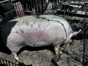 Vand porc 300 kg - imagine 3