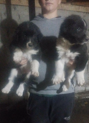 cateii Ciobanesc corb