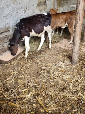 vand viței  băieții si fete pret la tel  - imagine 5