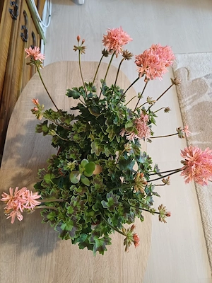 Muscata franjurata
