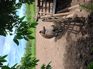 Porci mistreți 