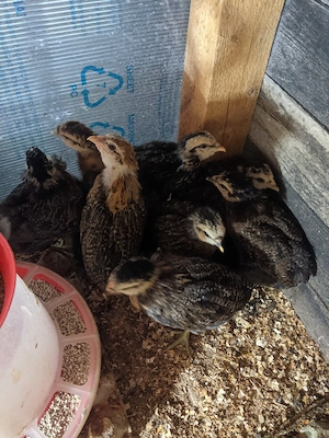 Pui araucana, vorwerk 