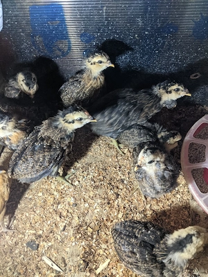 Pui araucana 