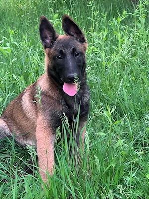 ciobanesc belgian -malinois (3 luni)