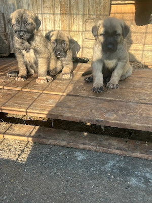pui de kangal de vanzare