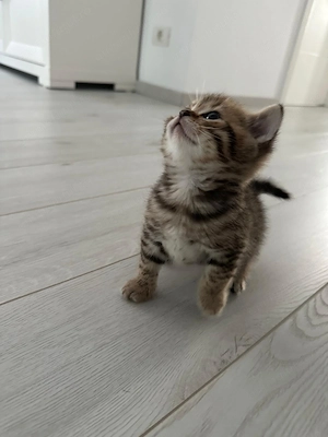 British shorthair tabby - imagine 4
