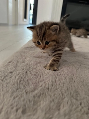 British shorthair tabby - imagine 2