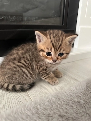 British shorthair tabby - imagine 3