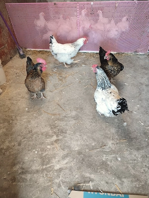 Găini de casa de vânzare 