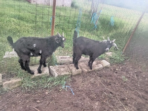 Iezi de vanzare
