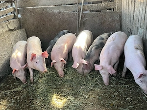 porci de vanzare 