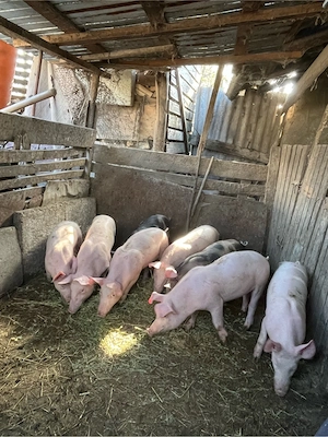 porci de vanzare  - imagine 3