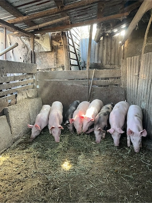 porci de vanzare  - imagine 4