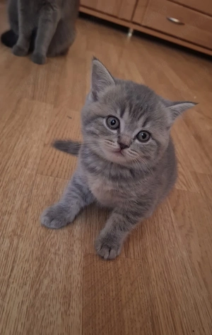 Silver tabby foarte jucăuș  - imagine 4