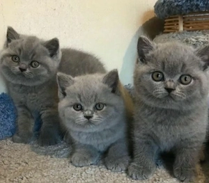 British Shorthair blue  - imagine 4