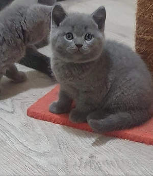 British Shorthair blue  - imagine 3
