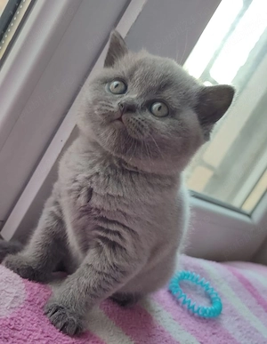 British Shorthair blue 