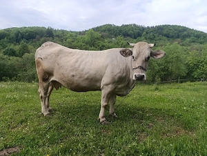 Vaca de lapte gestanta in luna a 9-a