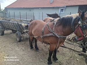 Vând iapă rosie din imagine.