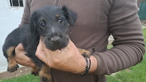 Jagd terrier - imagine 2