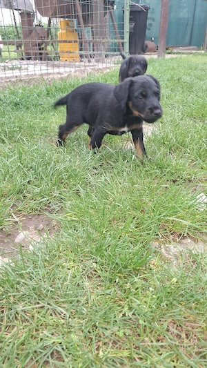 Jagd terrier - imagine 4