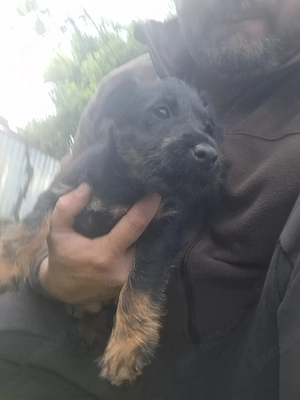 Jagd terrier - imagine 3