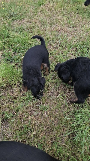 Jagd terrier - imagine 5