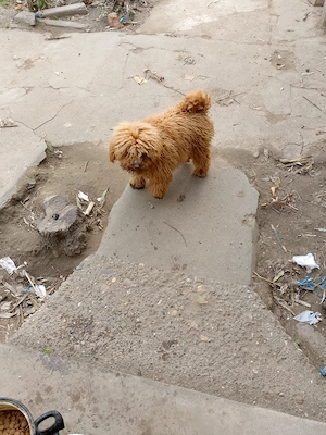 Vand femela și mascul din rasa pudel( caniche ) - imagine 3
