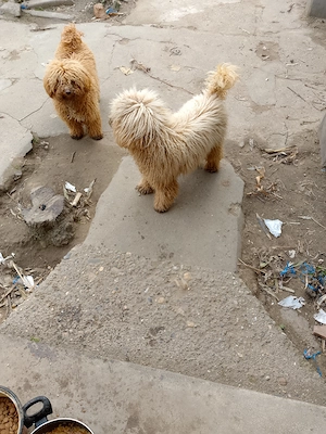 Vand femela și mascul din rasa pudel( caniche ) - imagine 2