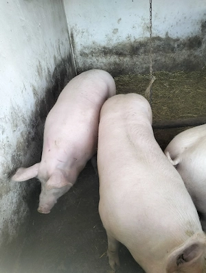 vand sau schimb cu vitei sugari