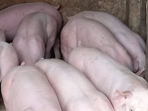soldani porci 80-100 kg  - imagine 4