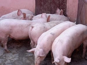 soldani porci 80-100 kg 