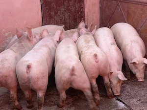soldani porci 80-100 kg  - imagine 3
