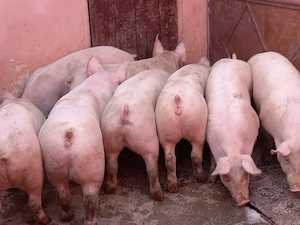 soldani porci 80-100 kg  - imagine 5