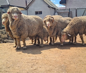 Berbeci merinos 