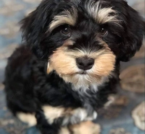 Bichon havanez 500 lei - imagine 2
