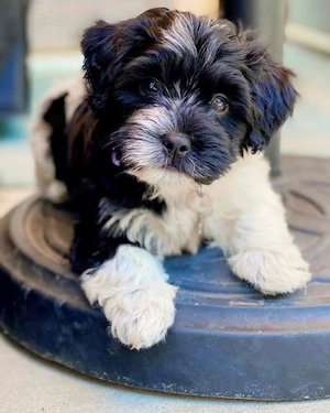 Bichon havanez 600 lei