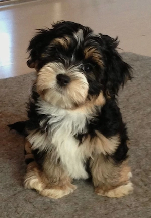 Bichon havanez 600 lei