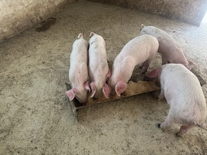 Disponibili 5 purcei 