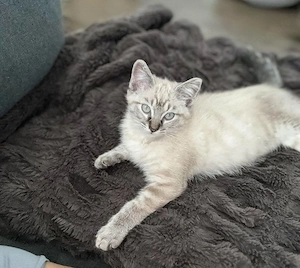 Ragdoll linx point 750 lei