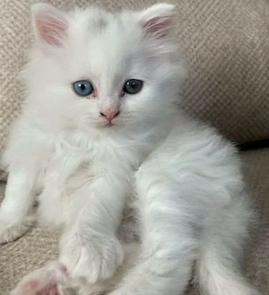 Ragdoll 850 lei