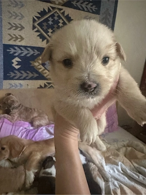 Puiuti metis spre adoptie  - imagine 3