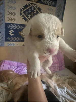 Puiuti metis spre adoptie  - imagine 2