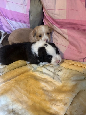Puiuti metis spre adoptie  - imagine 6