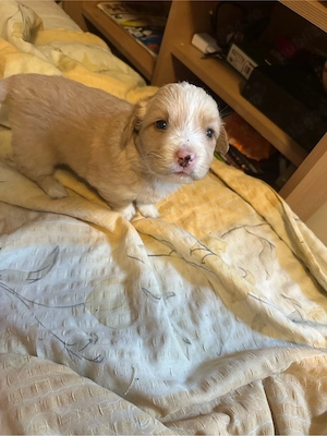 Puiuti metis spre adoptie  - imagine 2