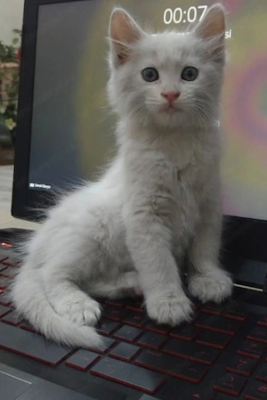 Angora turceasca 850 lei