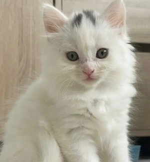 Angora turceasca 850 lei pufosi