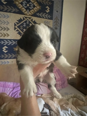 Puiuti metis spre adoptie  - imagine 4