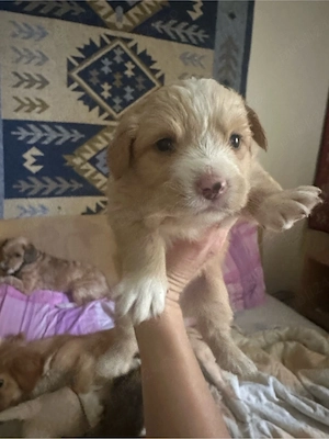 Puiuti metis spre adoptie  - imagine 7