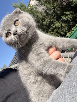 Scottish fold - imagine 3